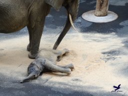 Tiergarten Schönbrunn am 20.10.2025